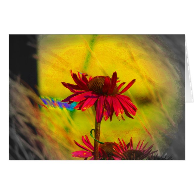 Coneflower Art #2 (Vorderseite (Horizontal))