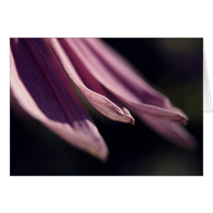 Coneflower Blumenblatt-Karte
