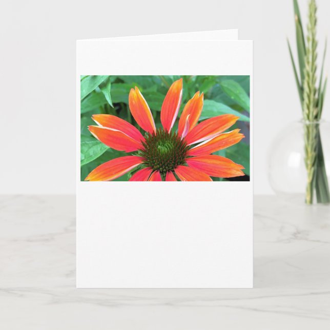 Coneflower, card karte (Vorderseite)