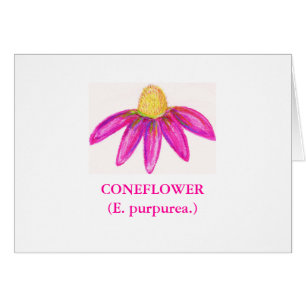 CONEFLOWER (E. purpurea.)
