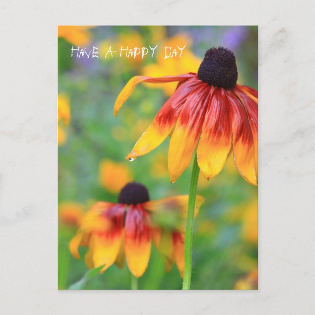 Coneflower Postcard Postkarte (Vorderseite)