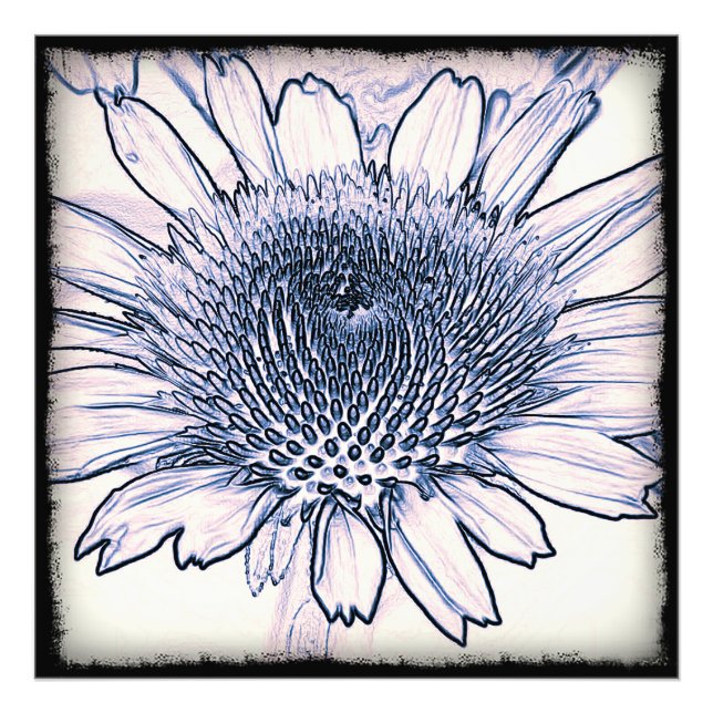 Coneflower Sketch Fotodruck (Vorne)