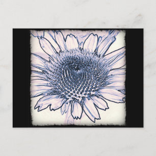 Coneflower Sketch Postkarte
