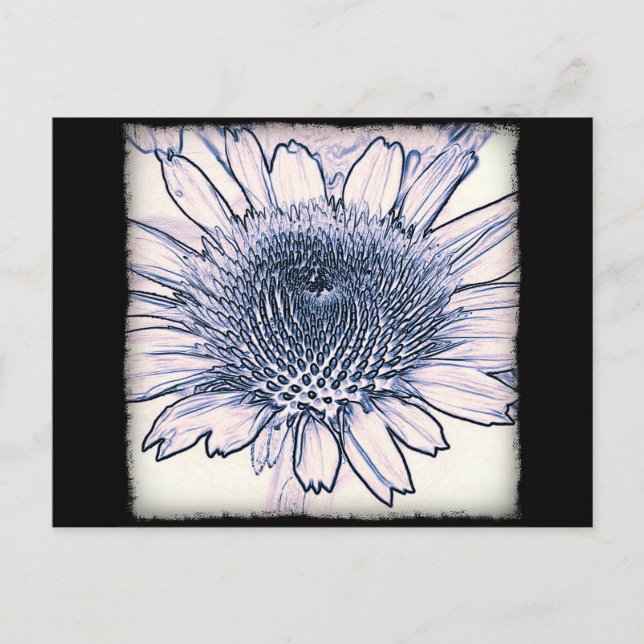 Coneflower Sketch Postkarte (Vorderseite)
