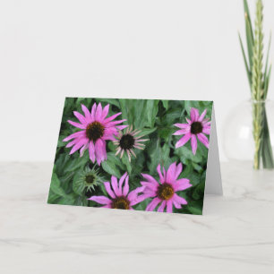 Coneflowers Gruß-Karte Karte