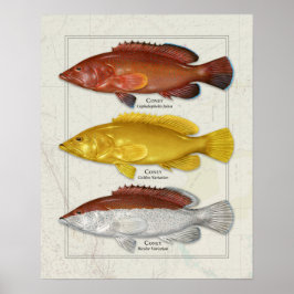 Coney Grouper mit Farbvariationen Poster
