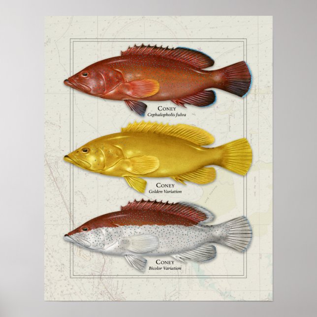 Coney Grouper mit Farbvariationen Poster (Vorne)