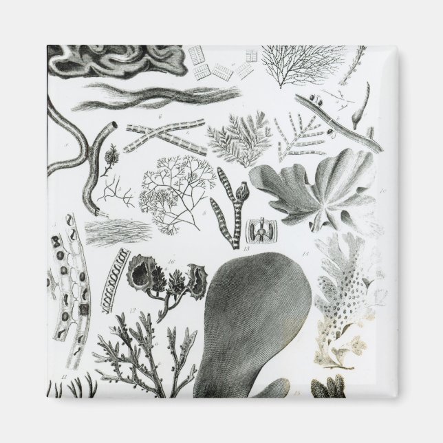 Conferra Fucus Magnet (Vorne)