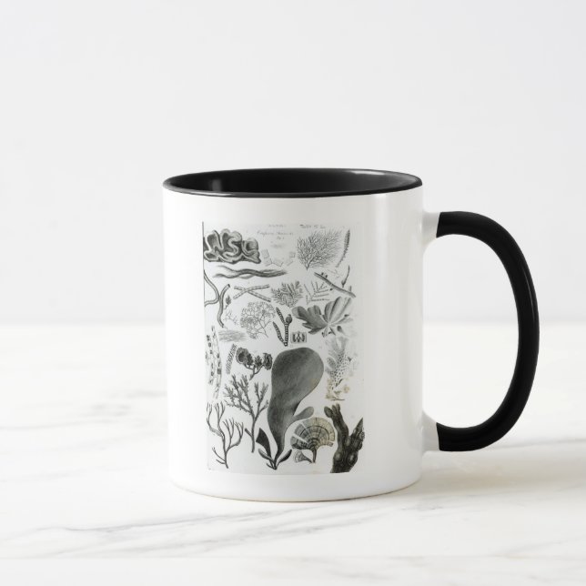 Conferra Fucus Tasse (Rechts)