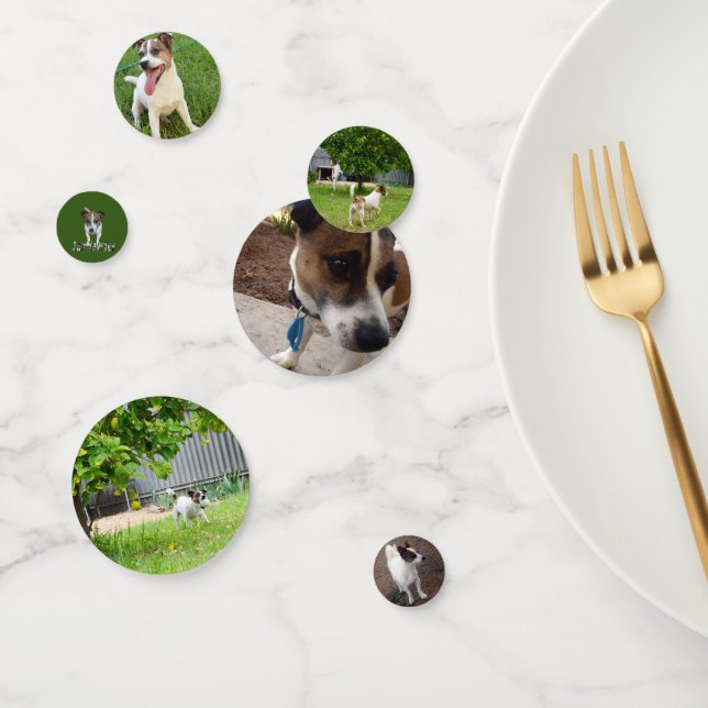 Confettis Fox Terriers, (Groupe)