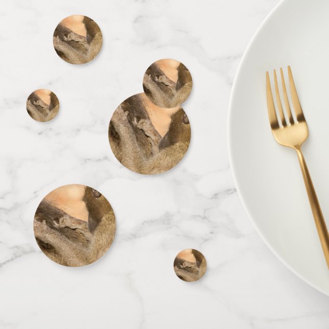 Confettis Grooming baboons (Groupe)