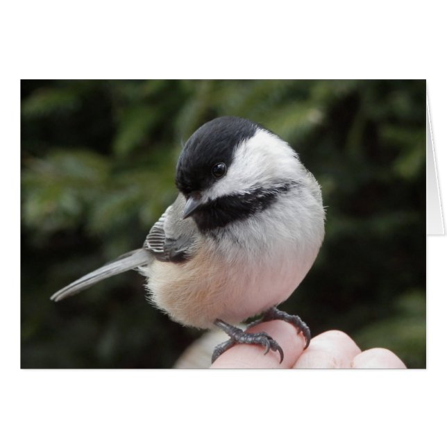 Confiance (Devant horizontal)