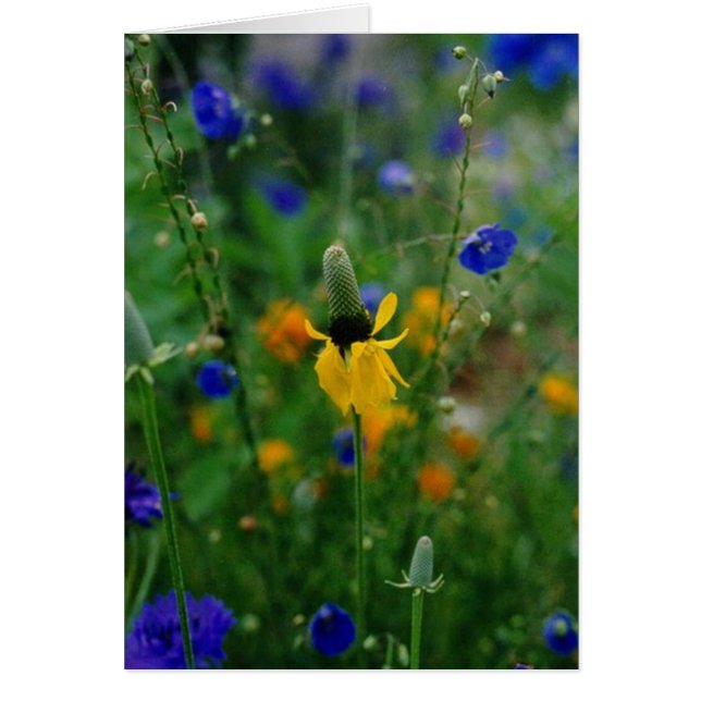 Confleur des Prairies (Devant)