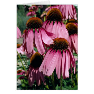 Confleur pourpre, échinacée purpurea