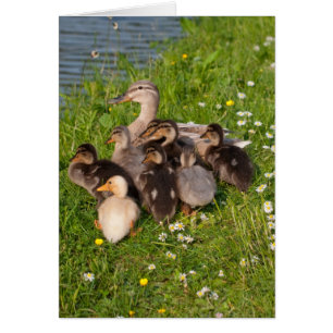 Confortablement canetons