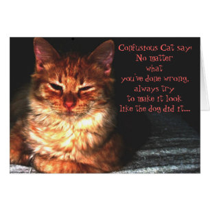 Confusious Katze sagen: