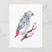 CONGO AFRICAN GRAY PARROT