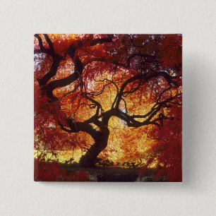 Connecticut: Darien, Japanischer Ahorn 'Acer Button