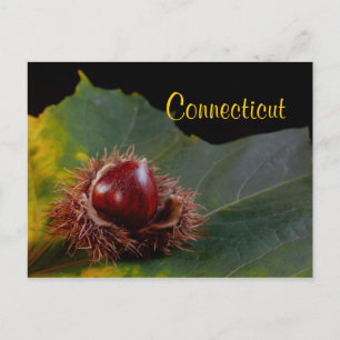 Connecticut, Herbstblatt mit Nuss Postkarte