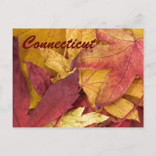 Connecticut Herbstleaves Postkarte