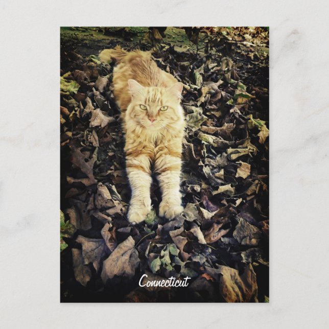 Connecticut Kitty Postcard Postkarte (Vorderseite)