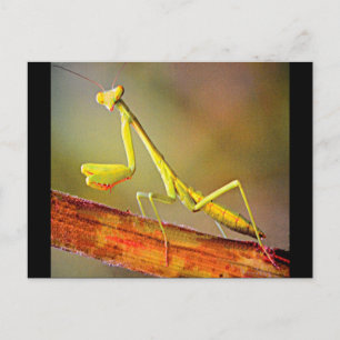 Connecticut Praying Mantis Postkarte