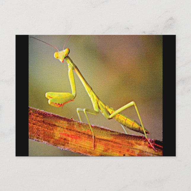 Connecticut Praying Mantis Postkarte (Vorderseite)