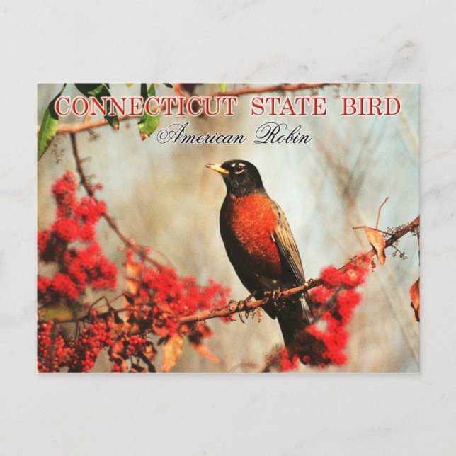 Connecticut Staat Bird - American Robin Postkarte (Vorderseite)
