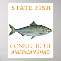 Connecticut-Territorium Fisch Der Amerikanische Ma
