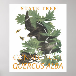 Connecticut-Territoriumsbaum The Charter Oak Poster