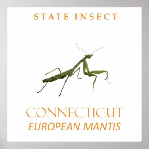 Connecticut Territory Insekt Die Gottesanbeterin Poster
