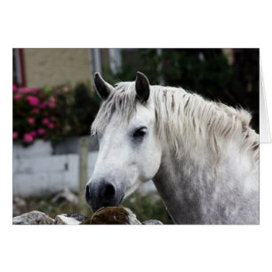 Connemara Pony