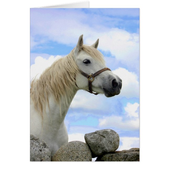 Connemara Pony (Devant)