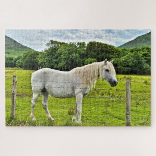 Connemara pony, Irland