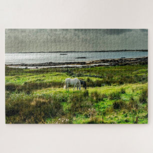 Connemara-Ponys Galway Irland.