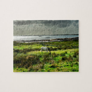 Connemara-Ponys Galway Irland.