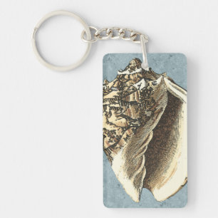 Conque délavée Shell