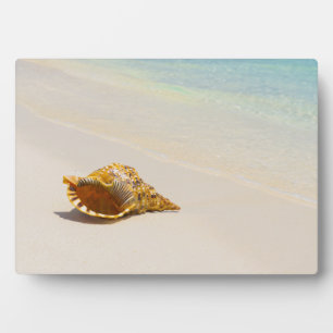 Conseil Muschel am Strand 3 Fotoplatte