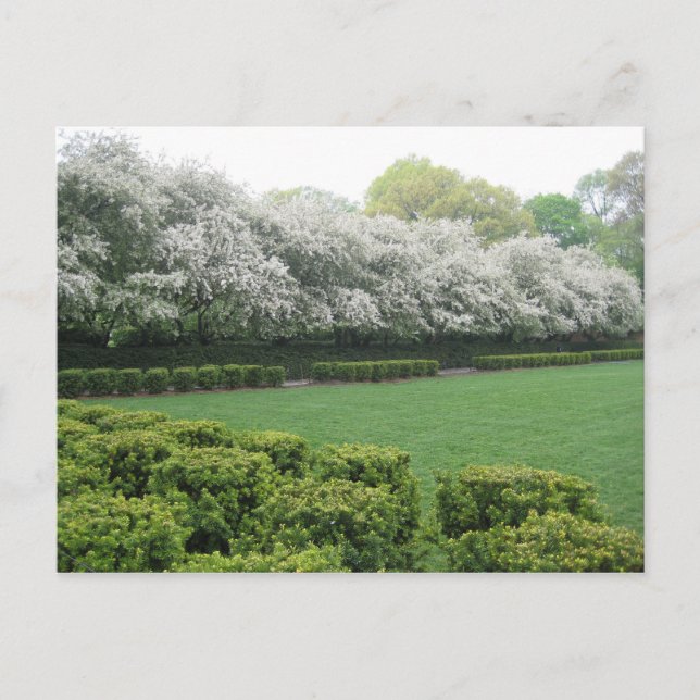 Conservatory Garden Central Park New York City NYC Postkarte (Vorderseite)