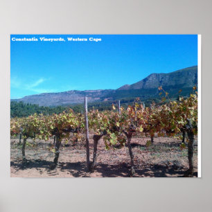 Constantia Weinberge, Western Cape Poster