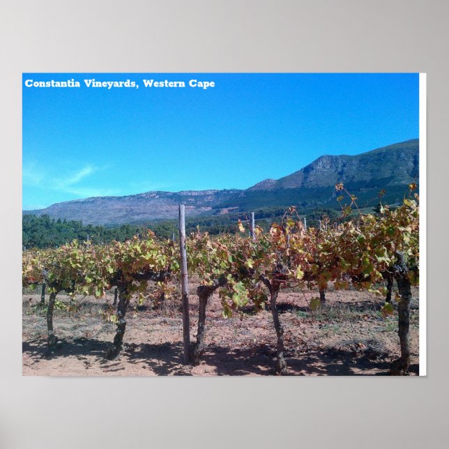 Constantia Weinberge, Western Cape Poster (Vorne)
