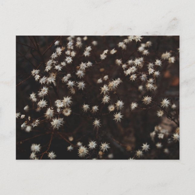 "Constellation Bosque" Postkarte (Vorderseite)