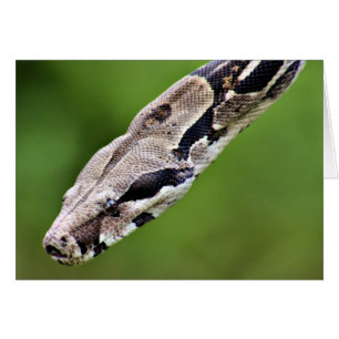 Constricteur Boa