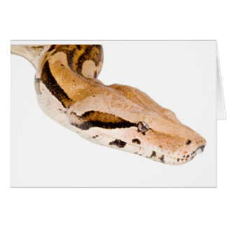 Constricteur de boa