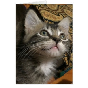 "Continuez à rechercher" la carte