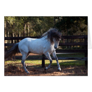 Contrefiche d'étalon