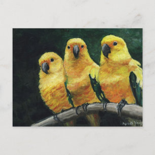 "Conures des trois soleils" Carte postale d'art d'