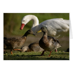 Convention de canard