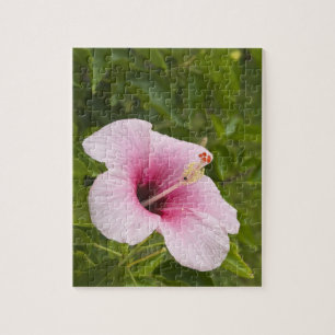 Cook-Inseln, Atiu. Hibiskusblüte.