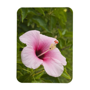 Cook Islands, Atiu. Hibiskusblüte. Magnet